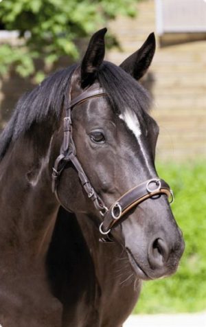 Barefoot Shape-It Cavesson - Nasenstück für gebissloses Reiten und Bodenarbeit