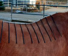 Bild für Sattelkauf mit Anpassungsservice nach Messgitter