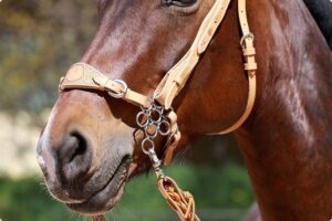 Barefoot Nasenriemen für Hackamore - Gepolstertes Leder