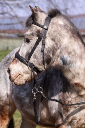 Barefoot Walnut Pony -