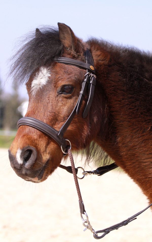 Barefoot Walnut Pony -