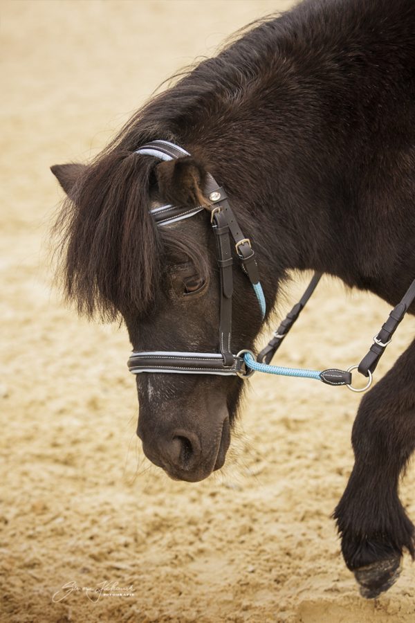 Barefoot Walnut Pony -