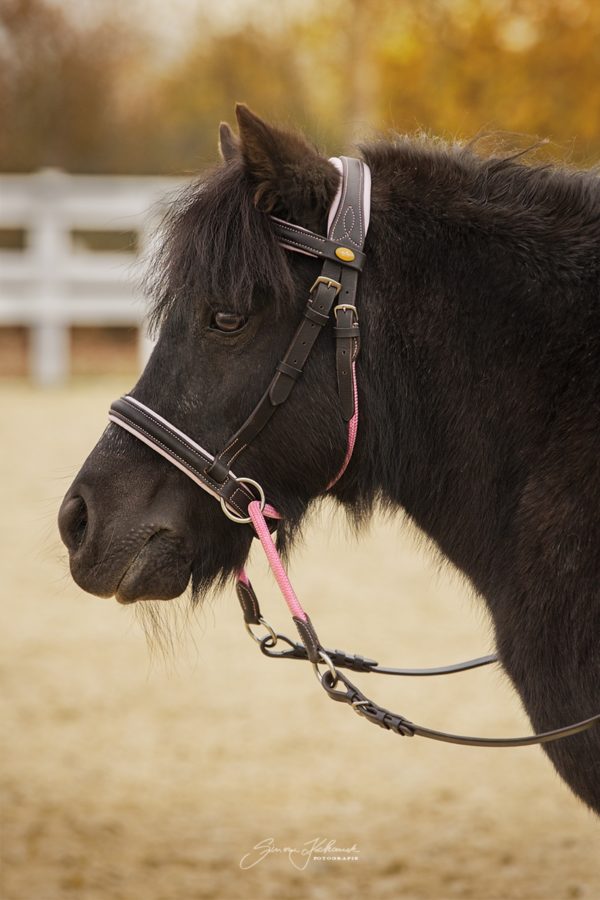 Barefoot Walnut Pony -