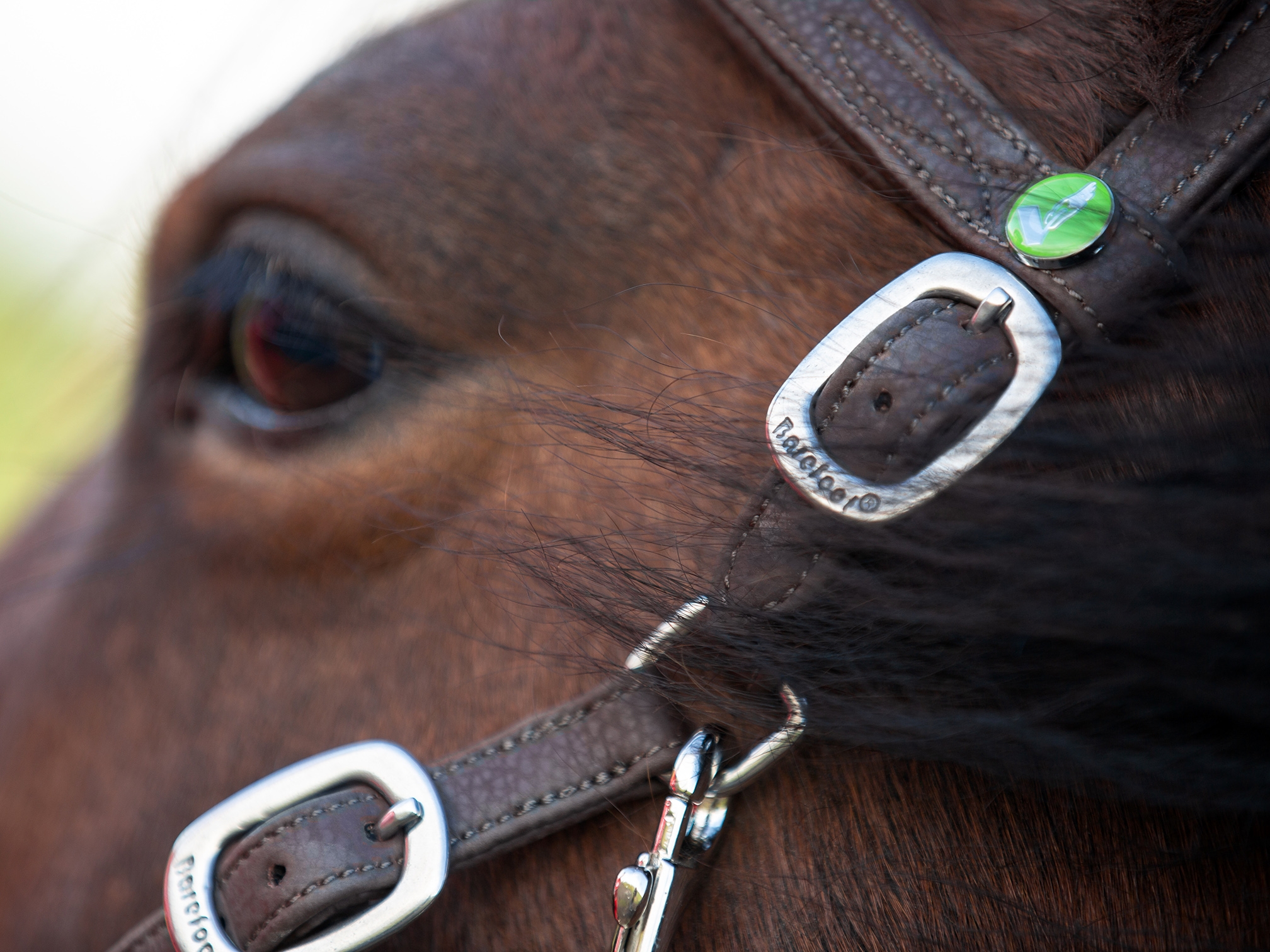 Barefoot Syringa VegiTex® – Bild 2