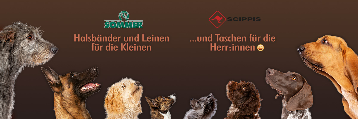 Bild von Hunden, die den Schriftzug Hundeleinen und Hundehalsbänder von Sommer angucken